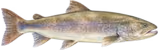 イトウ